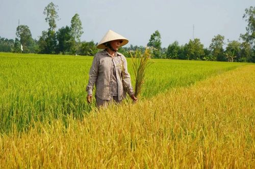 Hơn 22.000m2 lúa trổ bông, chết bất thường tại Đồng Tháp