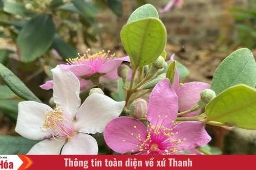 Thương những mùa hoa