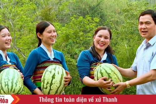 Mùa dưa ở bản Sáng
