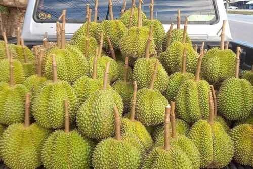 Giá sầu riêng hôm nay 24/4: Ổn định, chưa có biến động