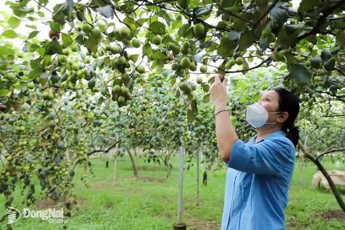 Bước tiến mới trong phát triển nông nghiệp hữu cơ