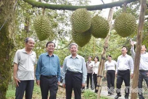 Đồng Tháp: Dự kiến Lễ hội Trái cây lần thứ I diễn ra vào đầu tháng 6