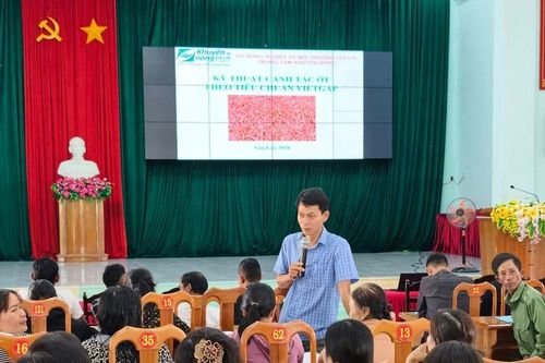 Tập huấn kỹ thuật canh tác ớt theo tiêu chuẩn VietGAP cho nông dân
