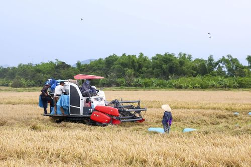 Năng suất lúa vụ đông - xuân đạt cao