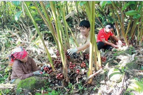 Phát triển kinh tế dưới tán rừng