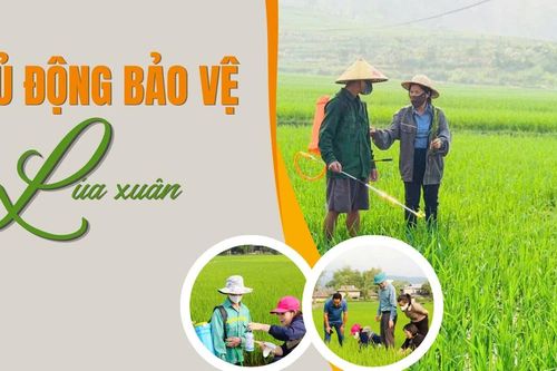 Chủ động bảo vệ lúa xuân