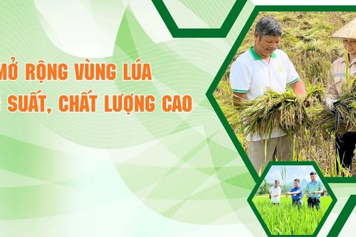 Mở rộng vùng lúa năng suất, chất lượng cao