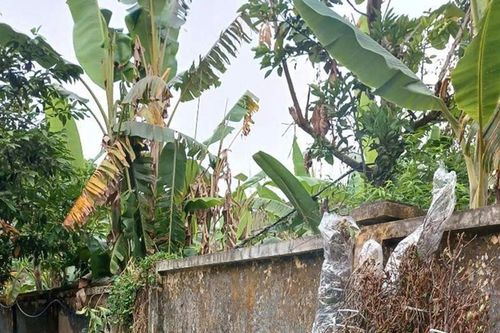 Xử phạt các đối tượng vận chuyển và mua bán trái phép hoa Đỗ Quyên rừng tại tỉnh Lai Châu