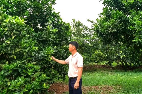 Chuyển đổi cây trồng trên vùng gò đồi