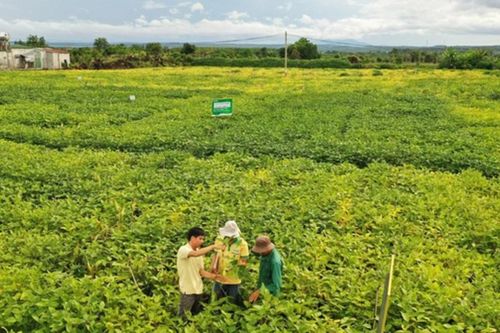 Tăng trưởng xanh không còn là lựa chọn, mà là điều kiện sống còn của doanh nghiệp