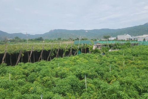 Nâng chất lượng tín dụng 'tam nông' từ cho vay qua tổ