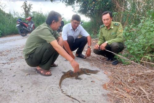 Thả cá thể kỳ đà hoa quý hiếm về Vườn Quốc gia U Minh Hạ