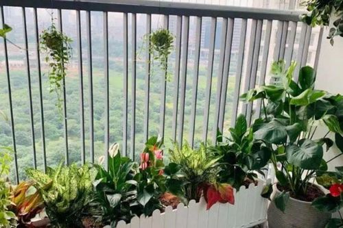 Những loại cây cảnh lý tưởng cho người bận rộn sống ở chung cư