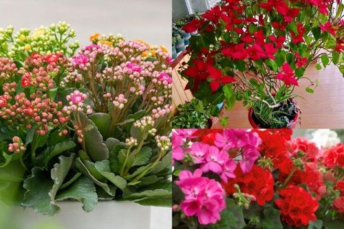 7 loại hoa dễ trồng giúp ban công luôn rực rỡ quanh năm