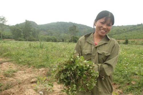 Những loại rau dại từng mọc hoang nay 'lên hương' thành đặc sản bạc triệu, nông dân thu tiền triệu mỗi ngày