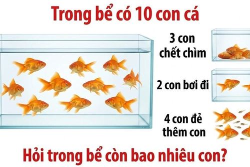 Câu đố con cá gây lú, bạn có giải đúng ngay lần đầu?