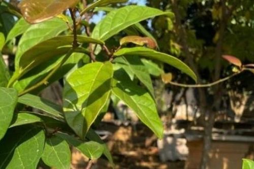 Cây xạ đen có tác dụng gì và những ai tuyệt đối không nên dùng?