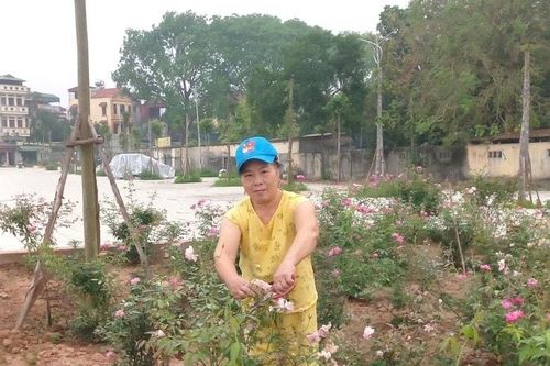 Lan tỏa phong trào trồng hoa, giữ sạch đường làng