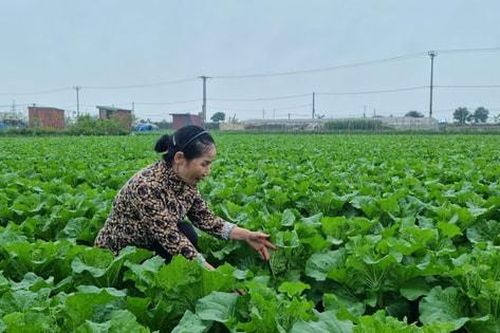 Nông dân ứng phó với giá phân bón tăng đột biến
