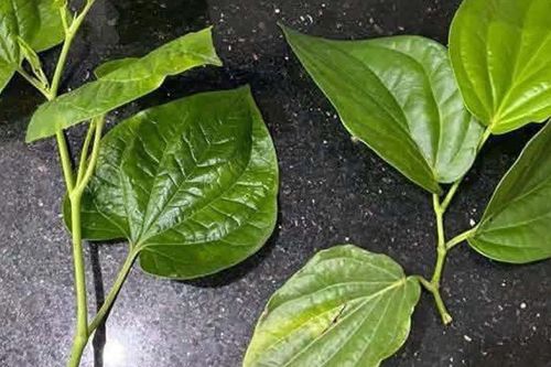 Cư dân mạng 'lú diện rộng' vì 2 loại lá quen thuộc: 10 người đoán thì 9 người nhầm