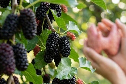 4 lý do người bệnh tuyến giáp nên ăn quả dâu tằm