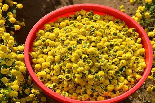 10 món cháo thuốc phòng và trị bệnh trong mùa hè