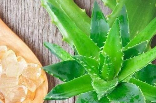 Nha đam có tác dụng gì?