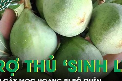 Cây mọc hoang bị bỏ quên hóa 'trợ thủ' sinh lý nam giới