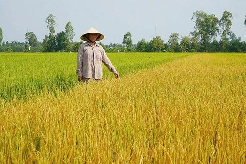Đồng Tháp: Làm rõ nguyên nhân diện tích lúa thiệt hại