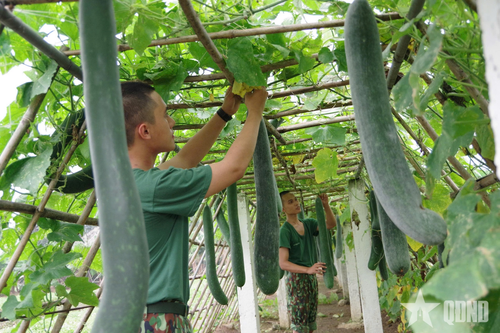 Lữ đoàn 299 triển khai các nội dung tham gia Hội thi 'Tăng gia sản xuất, chế biến tập trung'