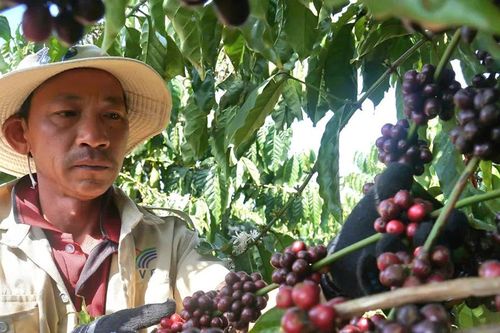 Nâng cao giá trị hạt cà phê Việt Nam