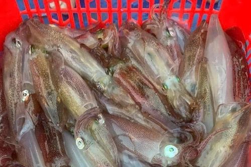 Mực nhảy Vũng Áng 'hút khách' du lịch, giá cao vẫn cháy hàng