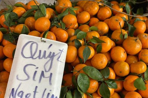 Quýt sim cuối vụ 'cháy hàng', tiểu thương bán không kịp