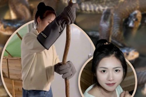 Bỏ phố về quê nuôi rắn, cô gái kiếm tiền tỉ mỗi năm