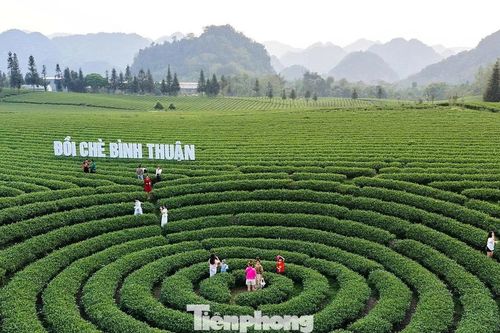 Ngắm những đồi chè tuyệt đẹp dưới chân đèo Pha Đin