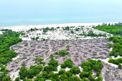 Cách chức Phó Chủ tịch phường liên quan bán trái phép rừng phòng hộ ven biển