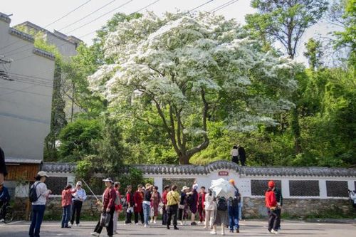 Cây cổ thụ 200 năm 'nở hoa 10 ngày rồi tàn' hút nghìn người tới chiêm ngưỡng