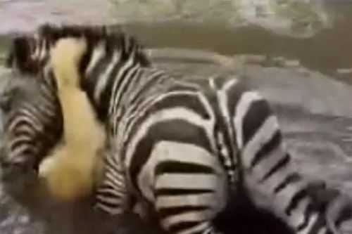 Bị ngoạm cổ giữa sông, ngựa vằn tung đòn phản công dìm sư tử sặc nước