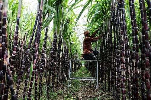 Xăng E10: 'Cú hích' nâng giá trị cây mía, 'mở đường' kinh tế tuần hoàn