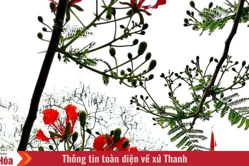 Lấp ló những sắc hoa mùa hạ