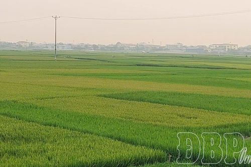 Vị ngọt đất Mường Thanh
