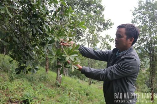 Hồi sinh nhờ canh tác hữu cơ
