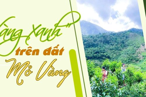 'Vàng xanh' trên đất Mỏ Vàng