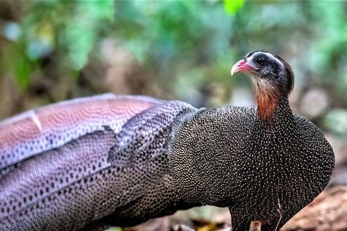 Người đuổi theo những 'bóng' chim