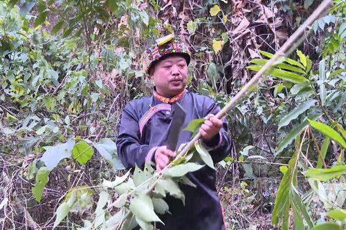 Người Dao giữ nghề thuốc Nam