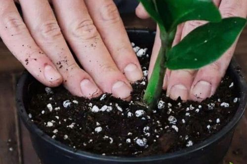 Không gian tối nên trồng cây gì để vẫn xanh mát quanh năm?