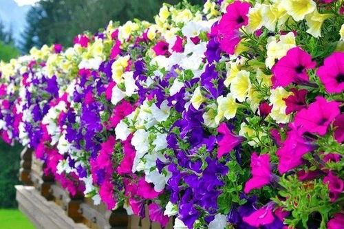 5 loại hoa treo 'càng nắng càng đẹp' cho ban công nhà phố
