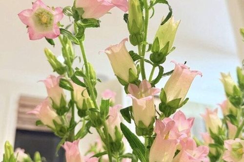Nữ diễn viên Nhật ký Vàng Anh làm đẹp biệt thự 200m2 bằng những bình hoa xinh, cắm loài hoa có tên cực kiêu sa