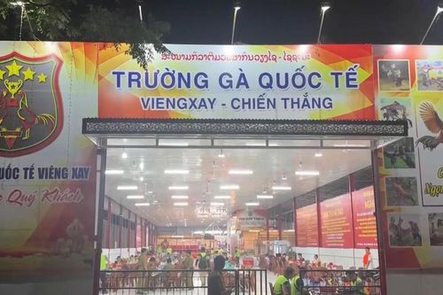 Triệt phá 'trường gà quốc tế Viêng Xay', khởi tố 196 bị can