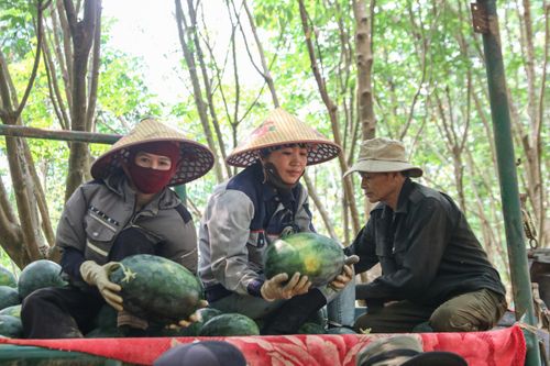 Giá dưới 3.000 đồng/kg, nông dân vựa dưa hấu lớn nhất Quảng Trị lỗ triền miên